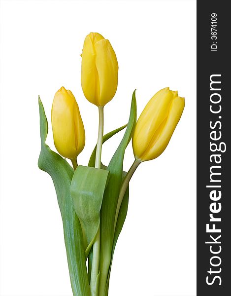 Yellow tulips isolated on white