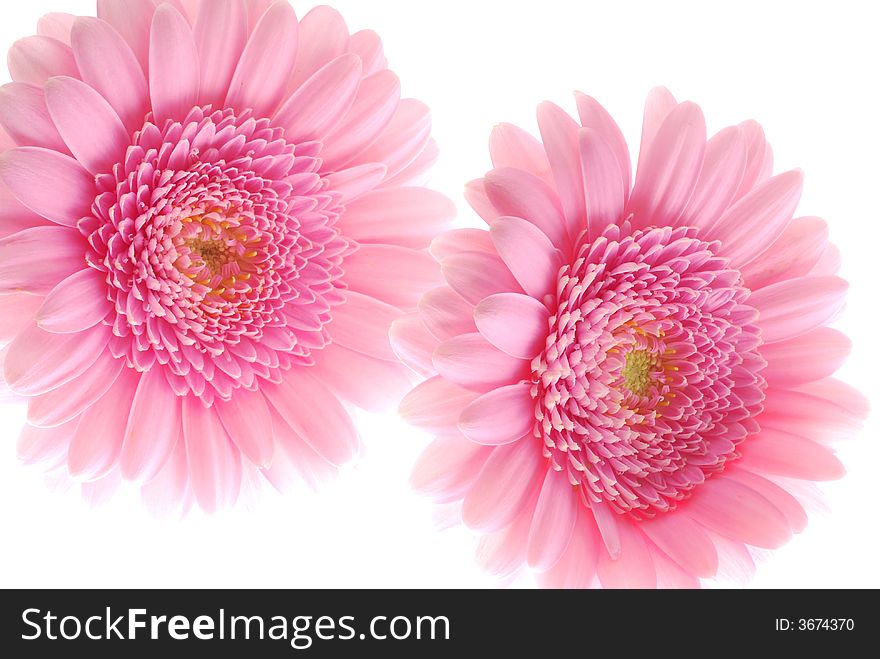 Pink gerber flowers on white background
