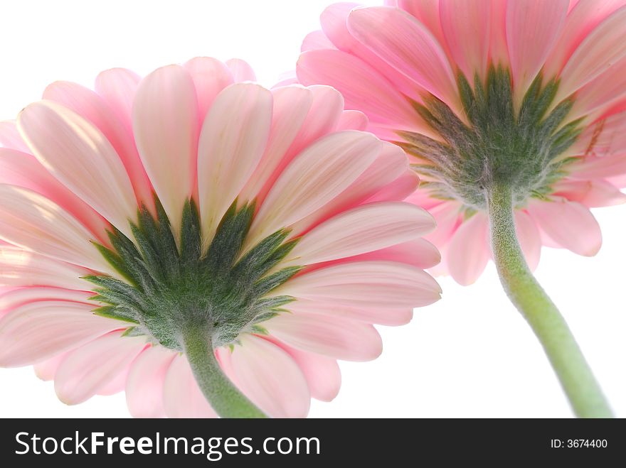 Image of pink gerber flower from behind