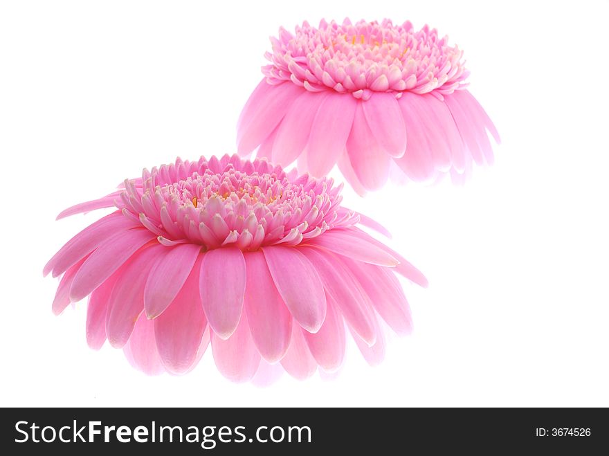 Pink gerber flowers on white background. Pink gerber flowers on white background