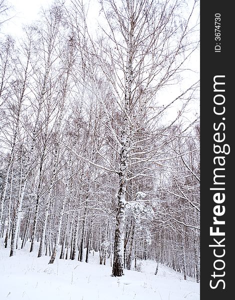 Birches under snow in winter forest