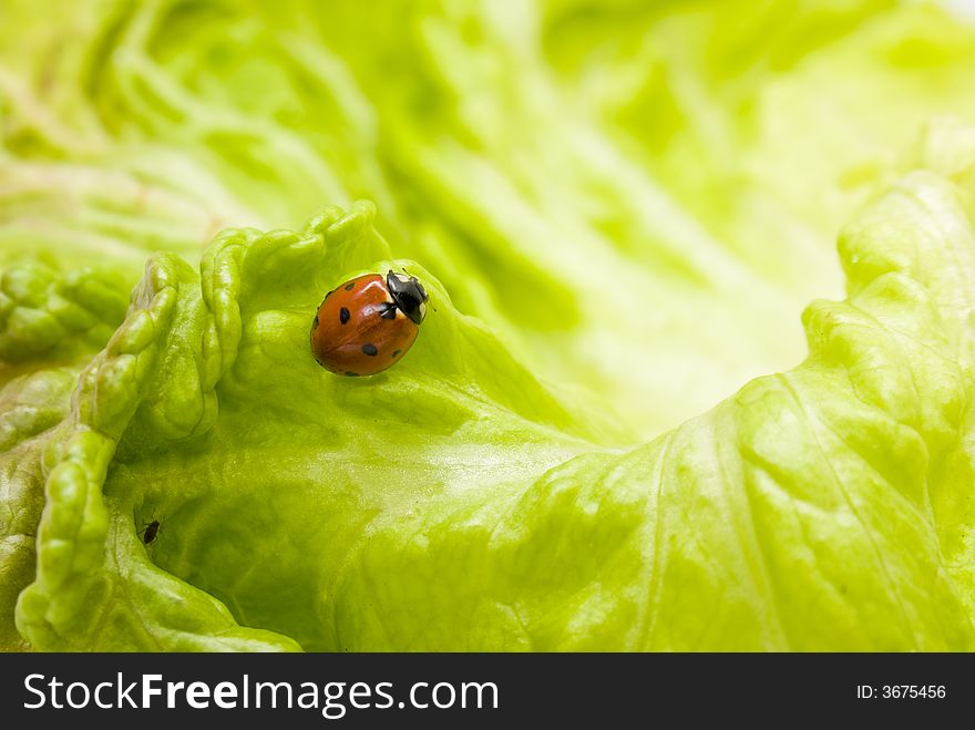 Ladybug on a lettuce leaf