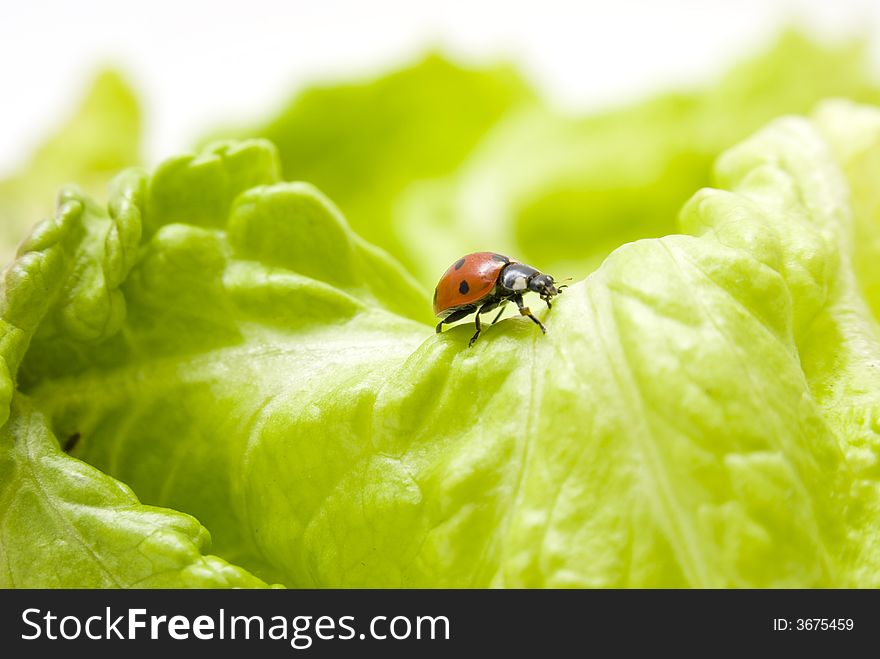 Ladybug walking on a lettuce leaf