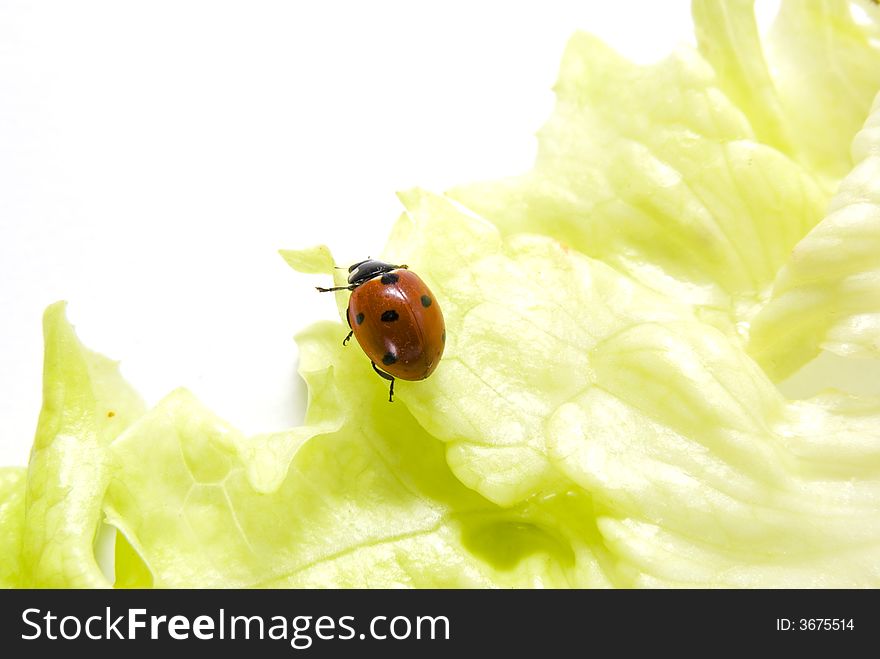 Ladybug walking on a lettuce leaf