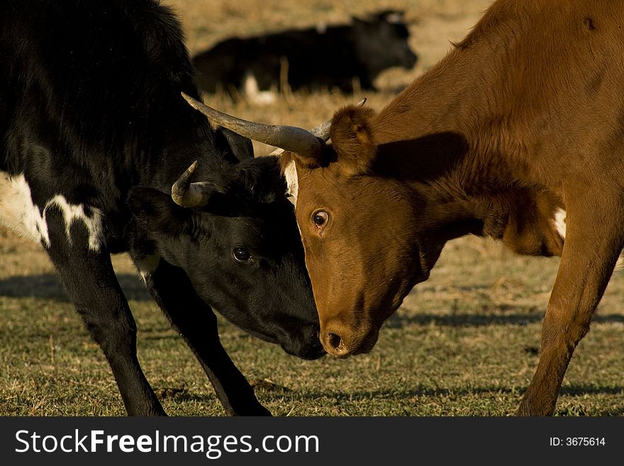 Cows fighting