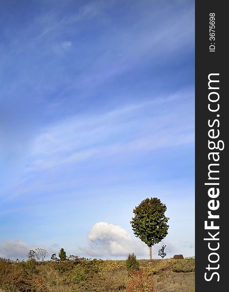 Single tree with beautiful blue sky background