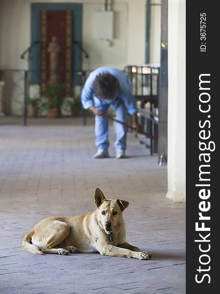 Yellow dog at a church with a woman cleaning in the background. Yellow dog at a church with a woman cleaning in the background.