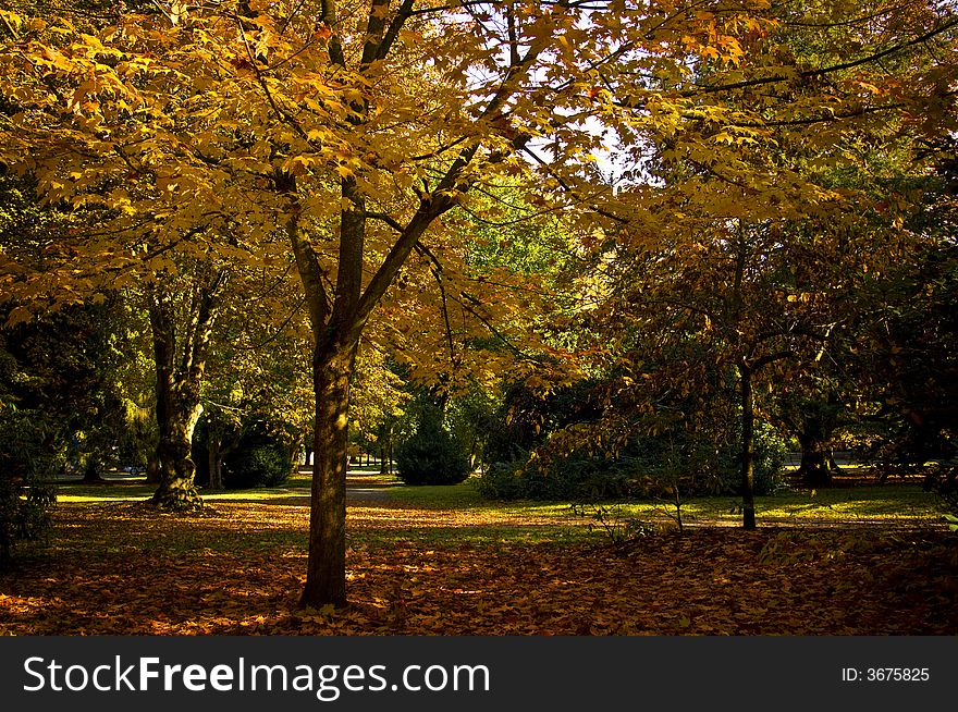 The sun peeks through the golden layers of leaves in fall. The sun peeks through the golden layers of leaves in fall.