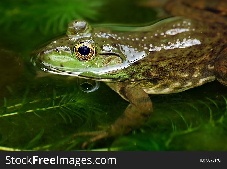 Close up of a frog swim in a pond. Close up of a frog swim in a pond