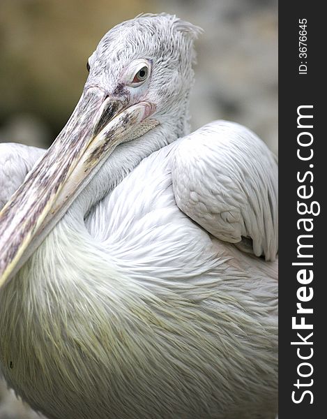 A close up portrait of a pelican