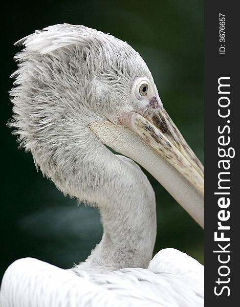A close up portrait of a pelican