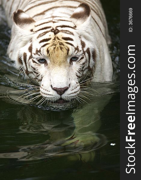 A white tiger taking a swim