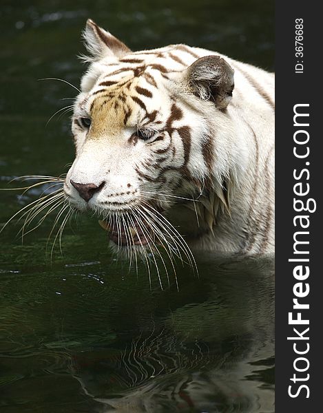 A white tiger taking a swim