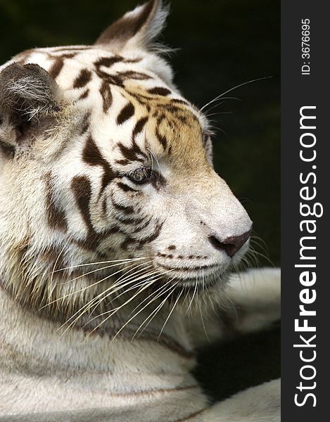 A white tiger taking a swim