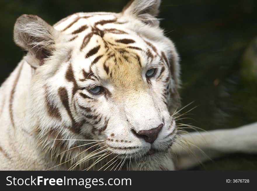 A white tiger taking a swim