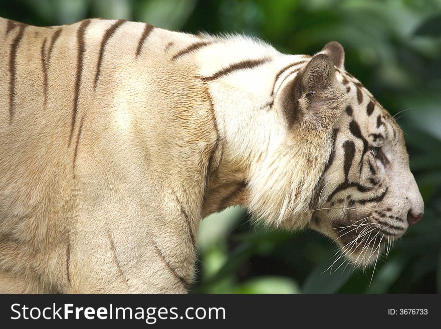 A white tiger on the prowl