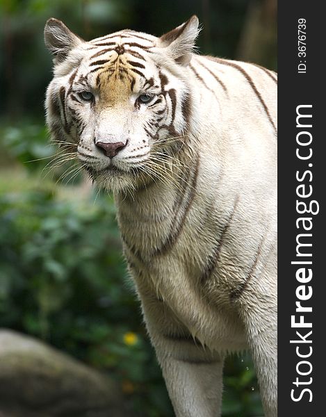 White Tiger