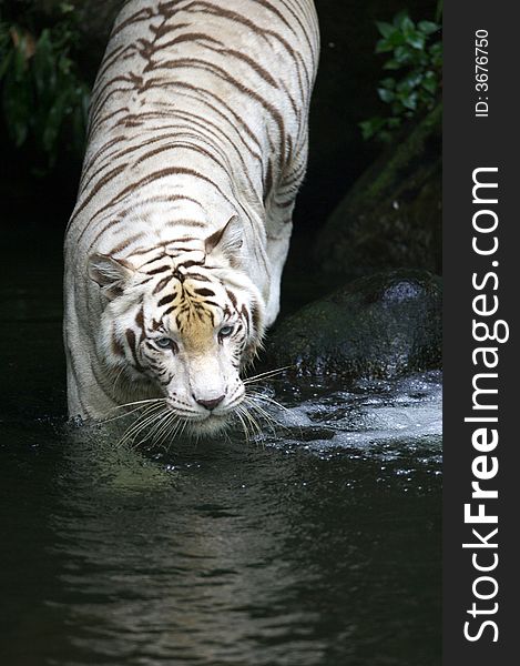 A white tiger taking a swim