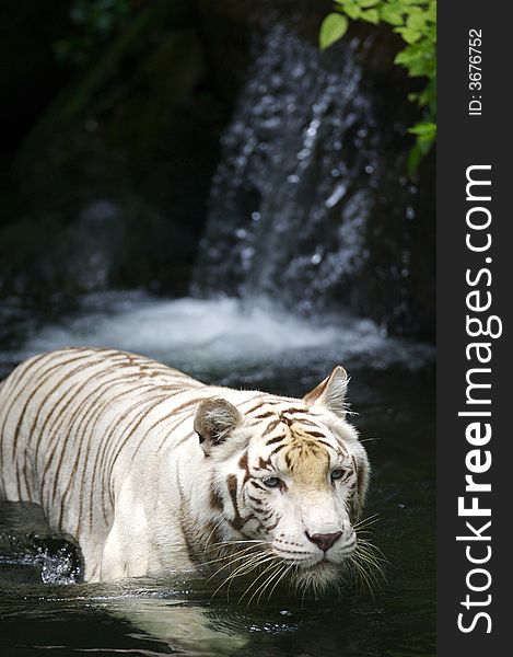 A white tiger taking a swim