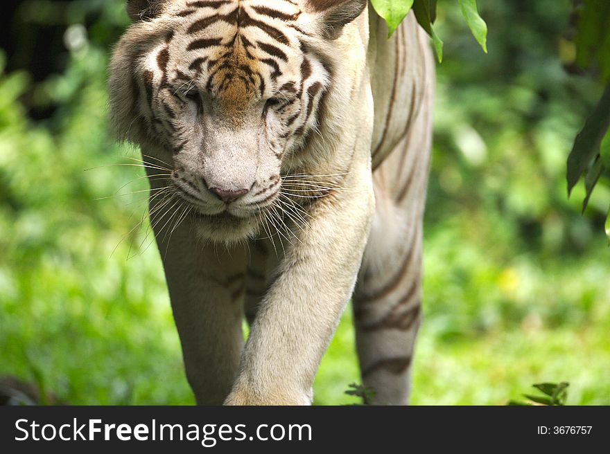 A white tiger on the prowl