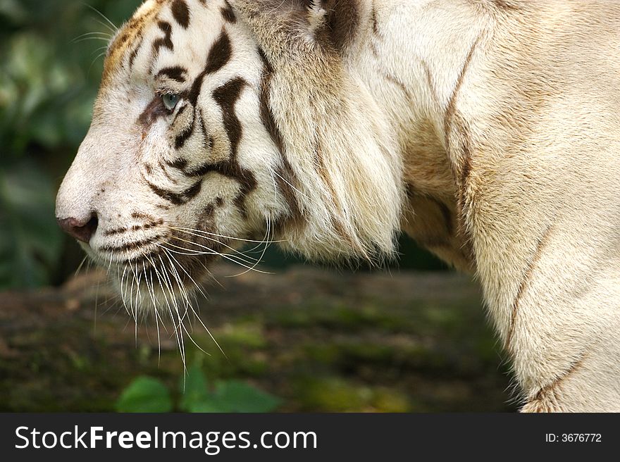 A white tiger on the prowl