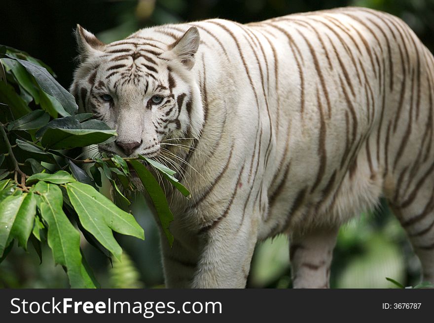 A white tiger on the prowl