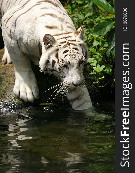 A white tiger taking a swim