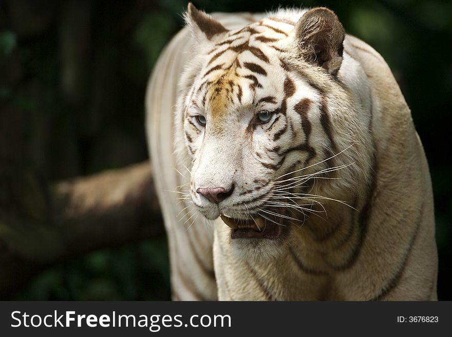 A white tiger on the prowl