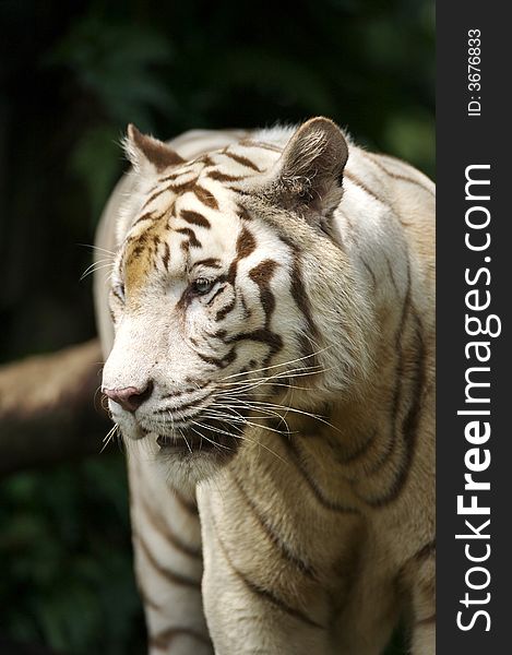 White Tiger