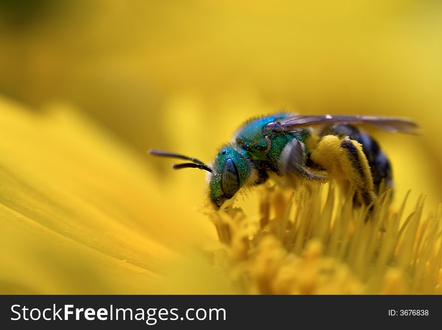 Green bee on yellow flower