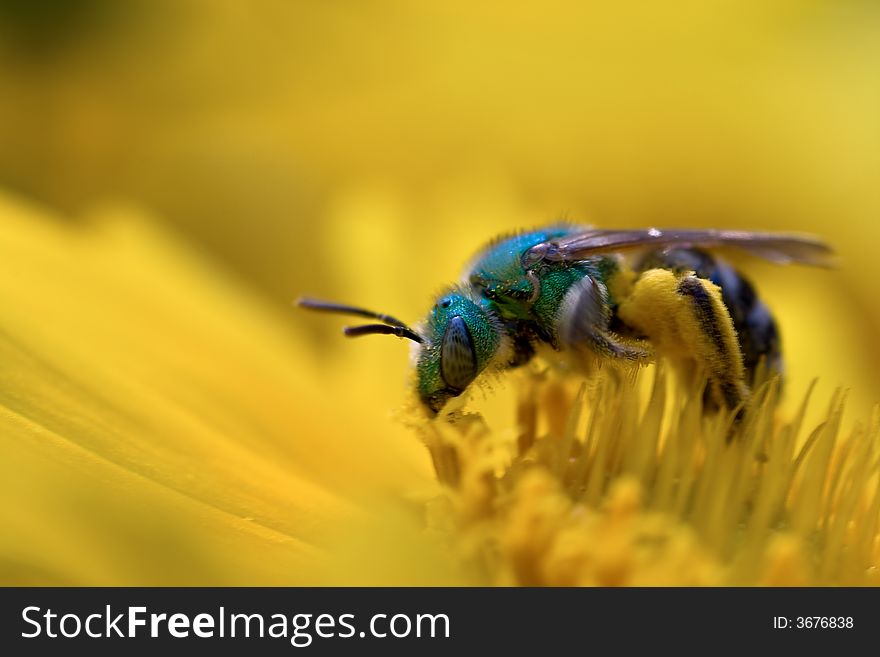 Green Bee On Yellow Flower