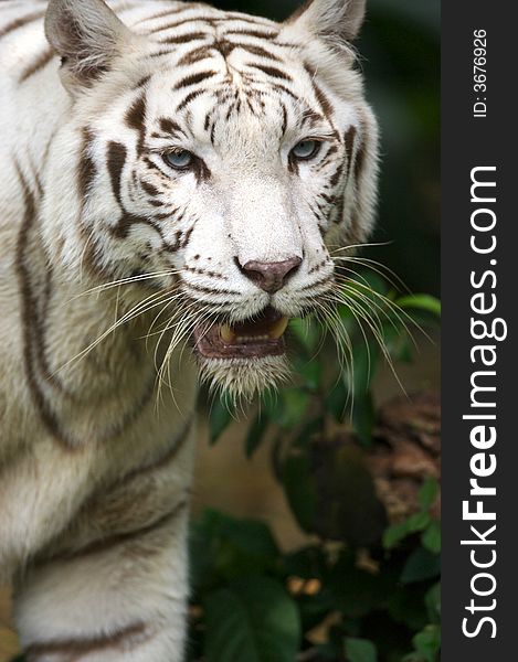 A white tiger on the prowl