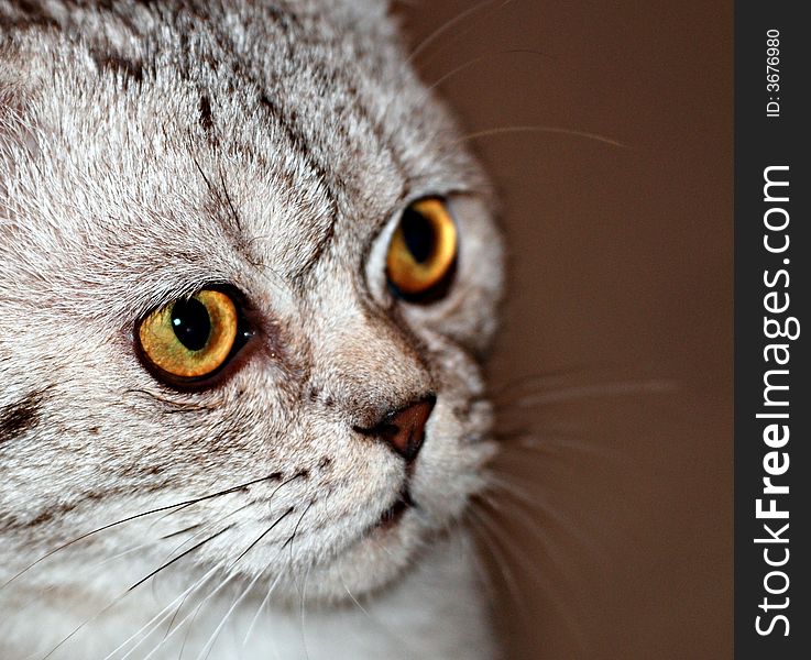 A macro shot of a cat with its eyes wide open. A macro shot of a cat with its eyes wide open.