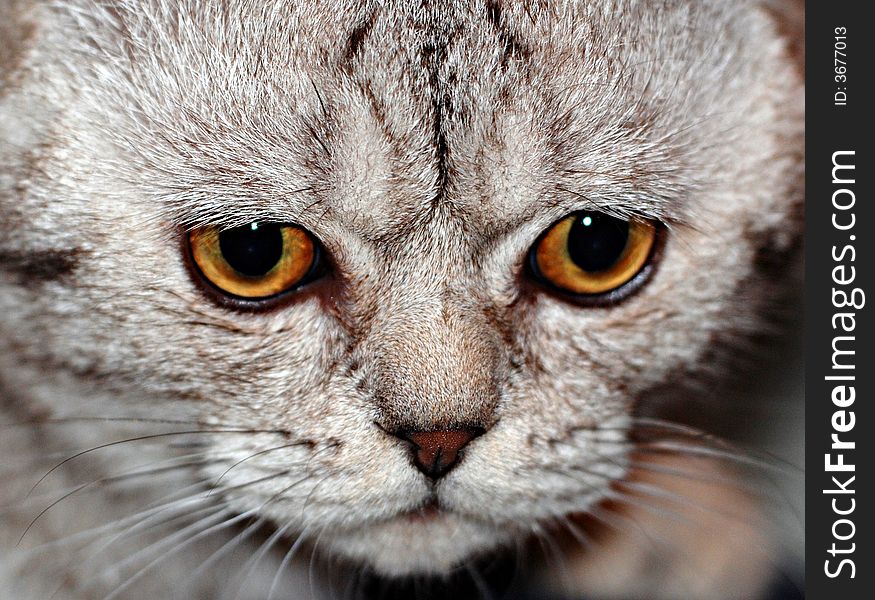 A macro shot of a cat with its eyes wide open. A macro shot of a cat with its eyes wide open.