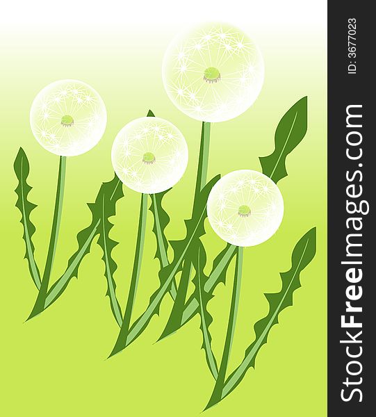 A illustration, vector for dandelion, wild plant