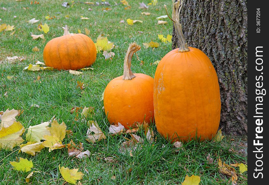 After halloween, three pumpkins under the tree