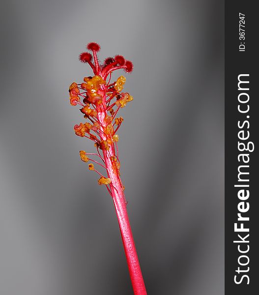Red flower stem on gray background. Red flower stem on gray background