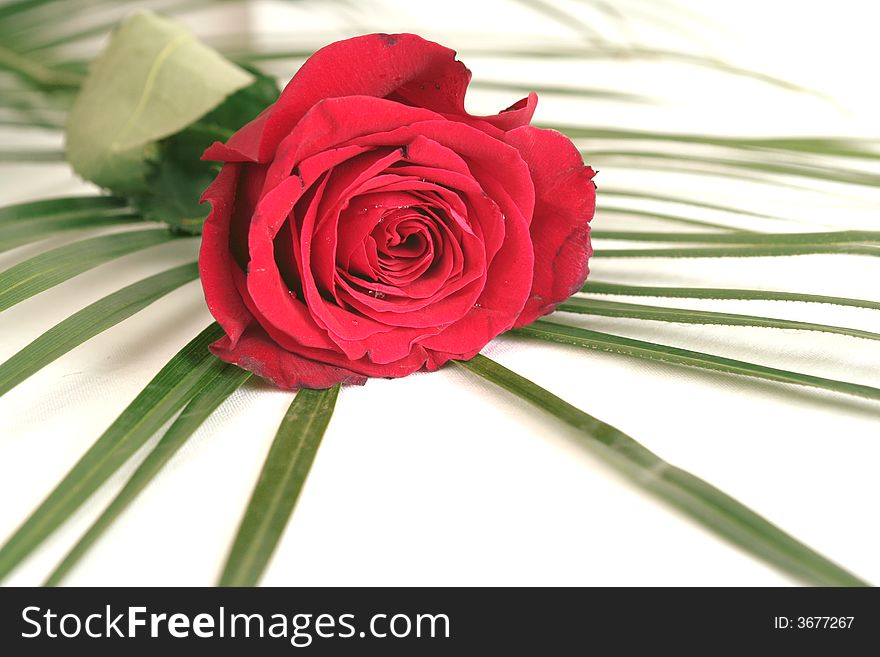 One beautiful red rose and leaves on a white background