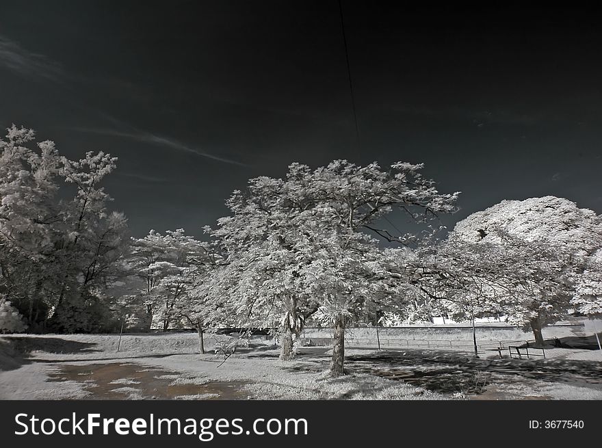 Infrared photo – tree, skies and cloud in the pa