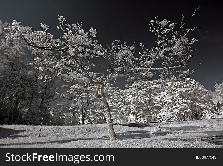 Infrared Photo â€“ Tree, Skies And Cloud In The Pa