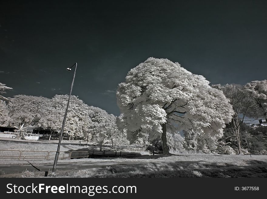Infrared Photo â€“ Tree, Skies And Cloud In The Pa