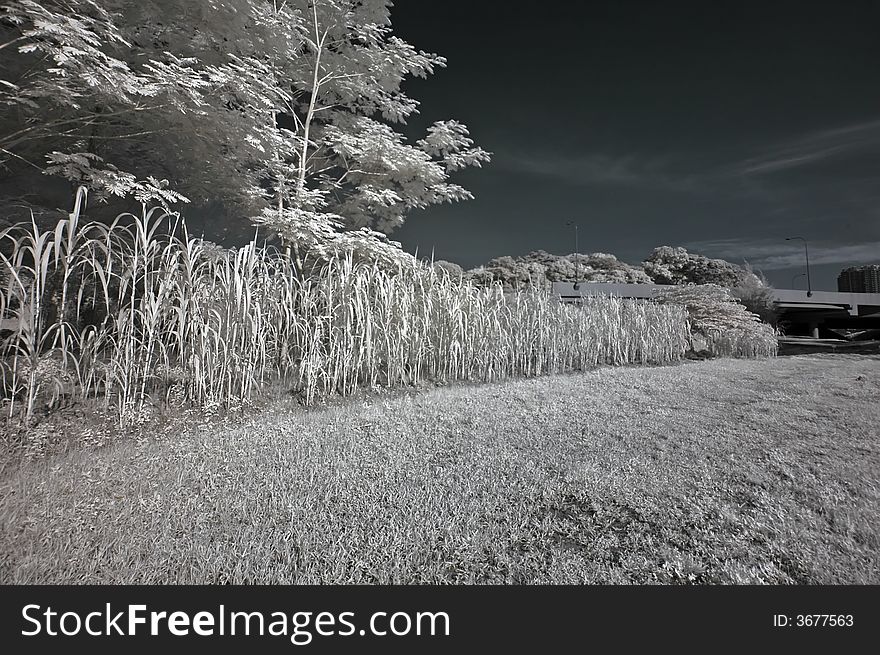 Infrared photo â€“ tree, skies and cloud in the parks