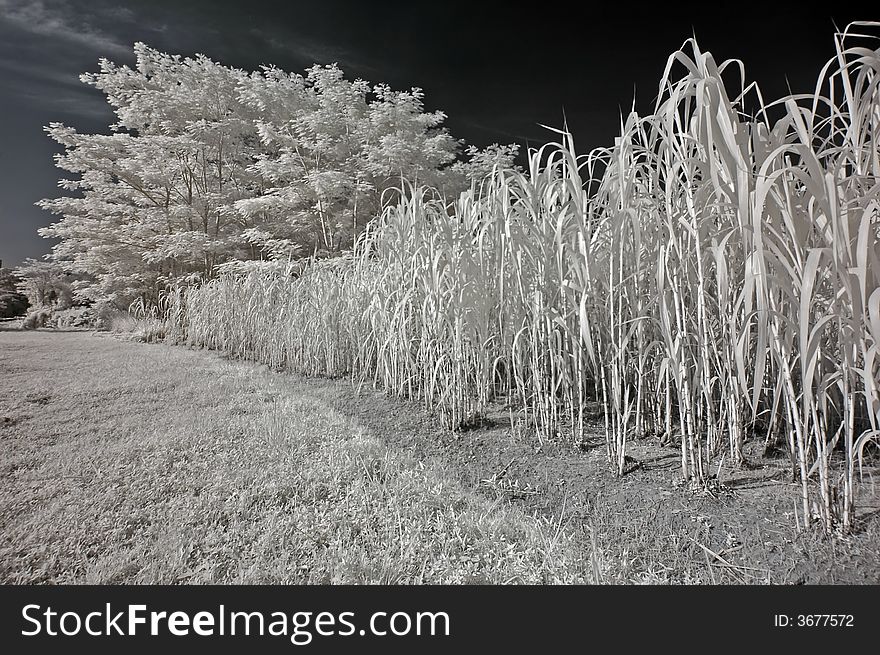 Infrared photo – tree, skies and cloud