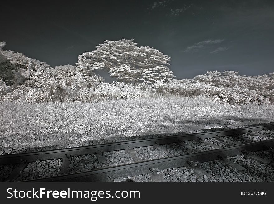 Infrared photo – tree and railway track