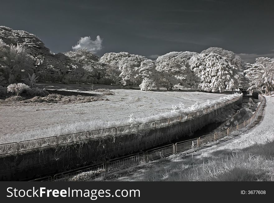 Infrared photo – tree, drain and cloud