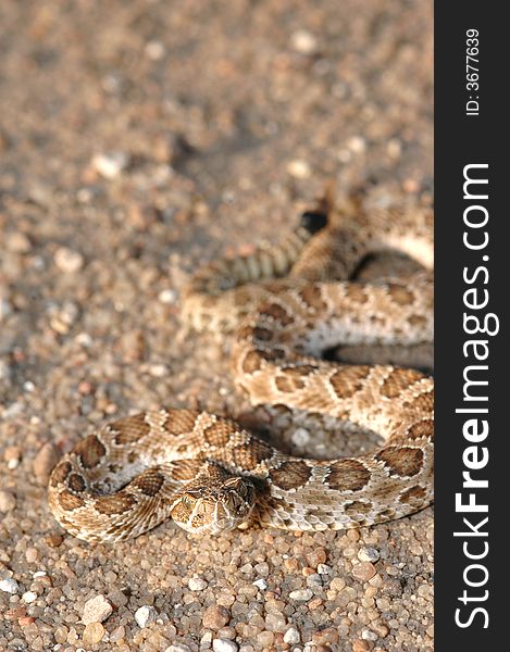 This small juvenile prairie rattlesnake was photographed in western Kansas.