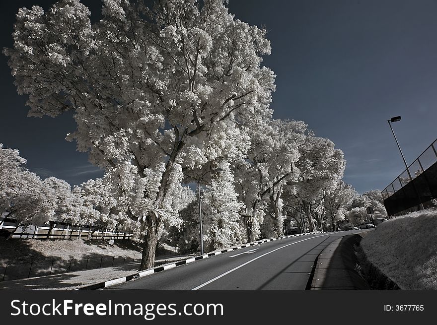 Infrared photo – tree, highway and cloud