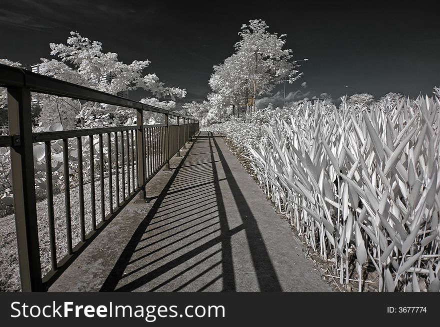 Infrared photo â€“ tree, walk path and cloud in the parks
