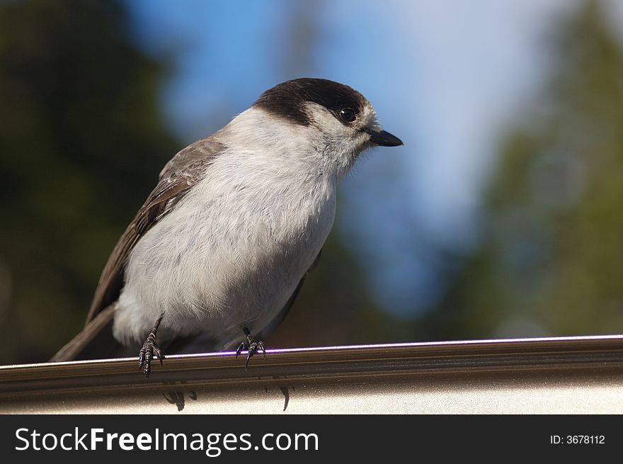 Grey jay bird on mt. baker national park