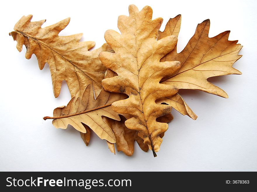 Compilation of 3 dried leaves in the same color with a white background. Compilation of 3 dried leaves in the same color with a white background.